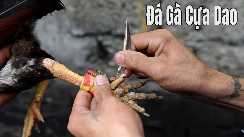 Một số lưu ý khi cược đá gà cựa dao trực tiếp hôm nay