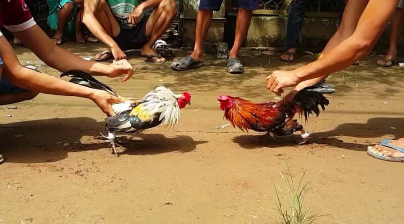 Đá gà trực tuyến là gì?