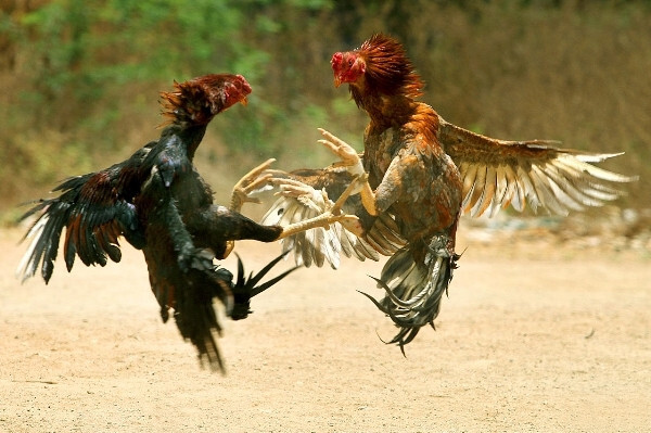 Để nhận biết trận gà chọi hay, nhiều sư kê cũng căn cứ vào tướng gà