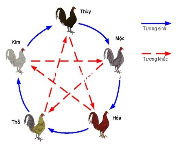 Màu mạng gà đá với những tay chơi chuyên nghiệp là thuật ngữ không quá xa lạ