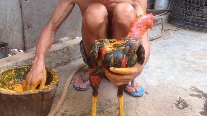 Om bóp cho gà bằng nghệ, rượu và quế