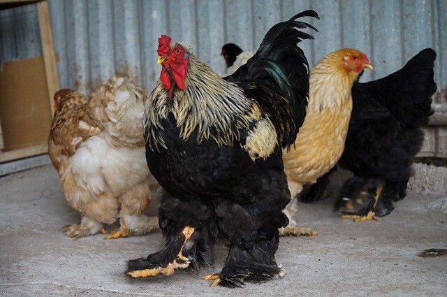Bật mí các kỹ thuật chăm sóc gà Kỳ Lân 