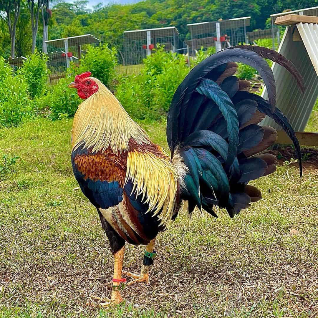 Giới thiệu thông tin tổng quan về gà Mỹ rặc
