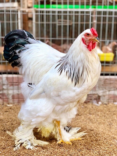 Giống gà Brahma có nguồn gốc từ đâu?