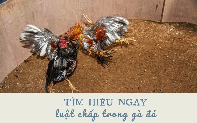 Tìm hiểu một số điều cơ bản về luật chấp trong gà đá