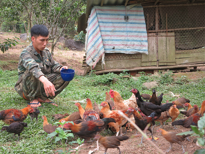 Có hai phương pháp nuôi gà rừng cơ bản