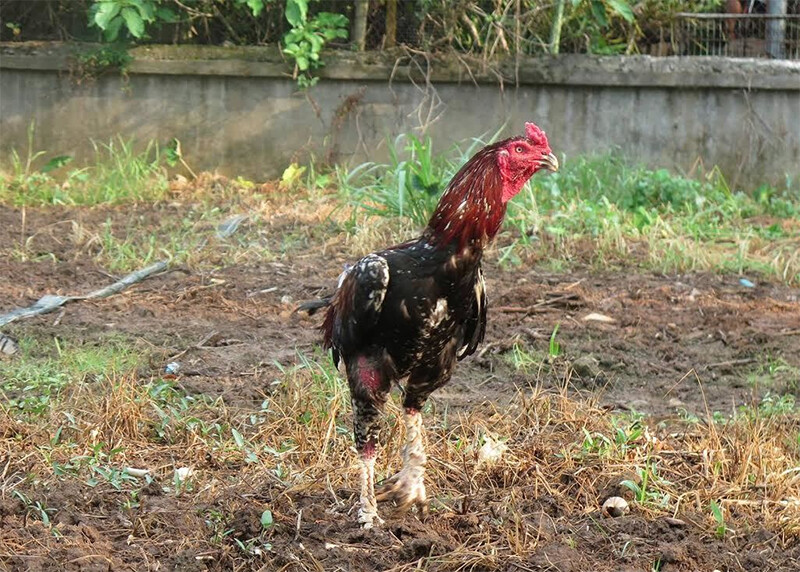 Gà lão kê thần đồng