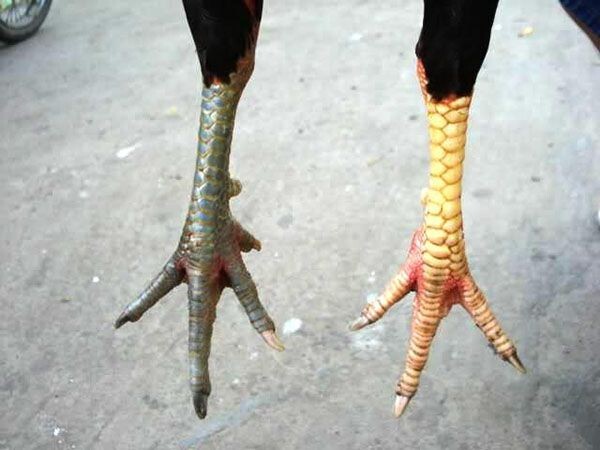 Gà thư hùng kê