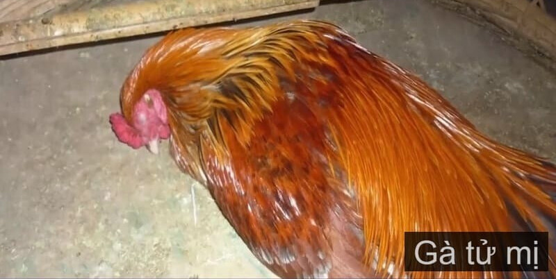 Gà tử mị