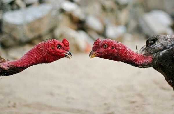 Vần gà chọi chiến theo từng đội tuổi cũng là phương pháp đảm bảo hiệu quả cao