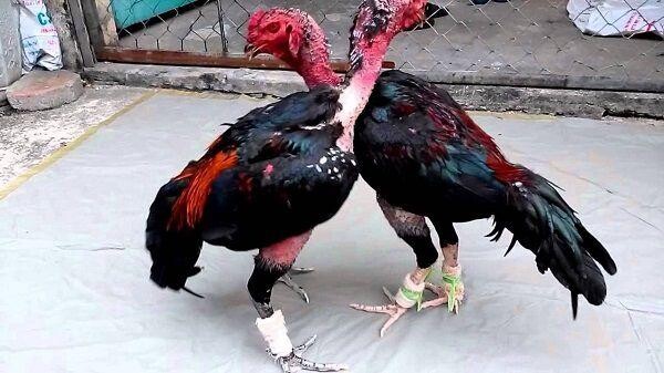 Cách nuôi gà đá bị rót bằng việc luyện tập