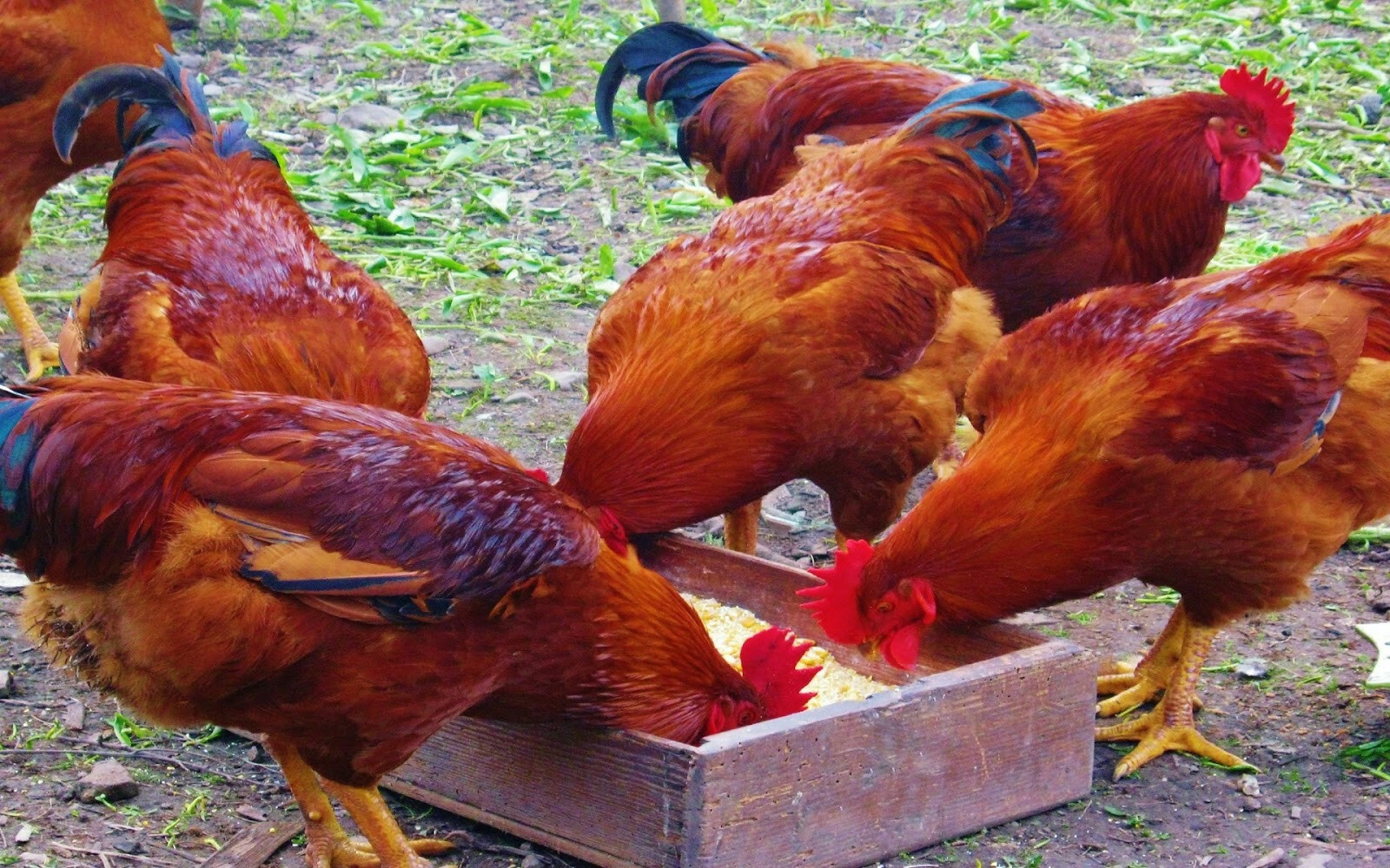 Cách vỗ béo, chăm sóc gà sau khi thiến