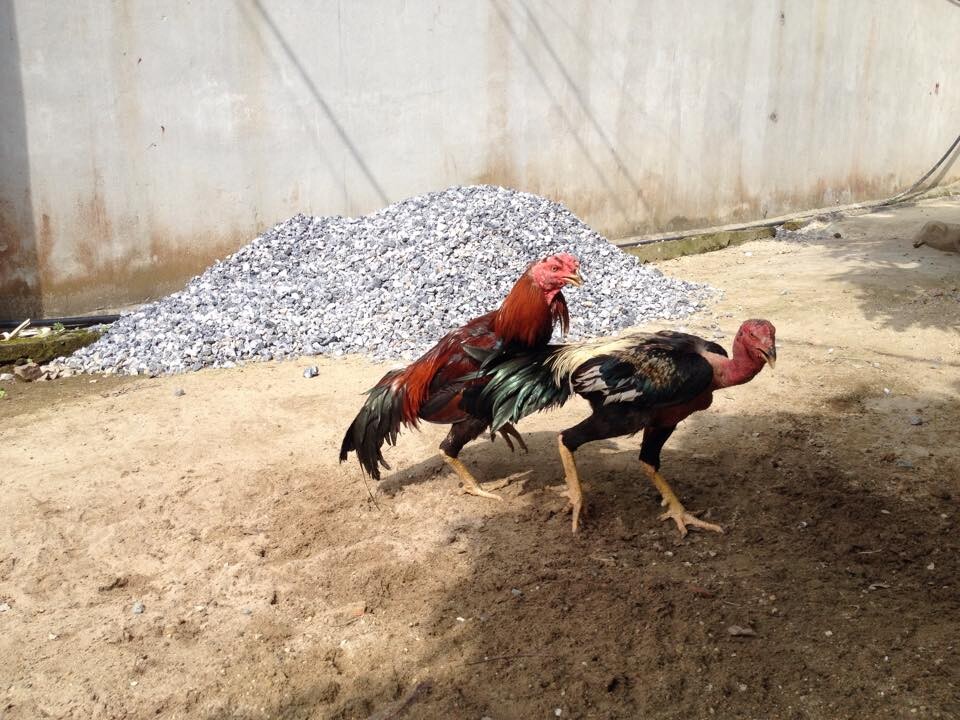 Đá mé mu lưng làm đối thủ hoảng