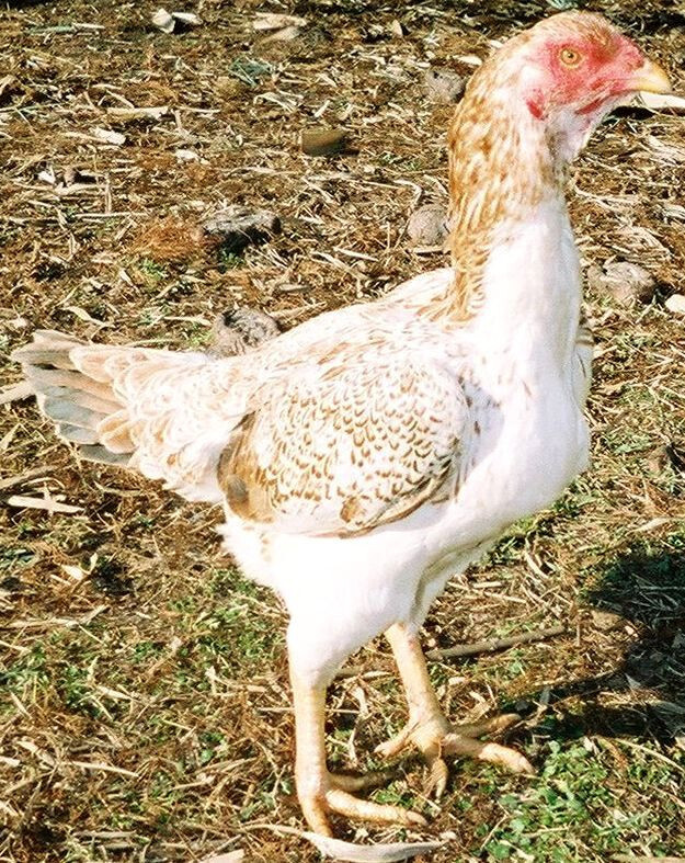 Đặc điểm nhận dạng của giống gà rừng Saipan