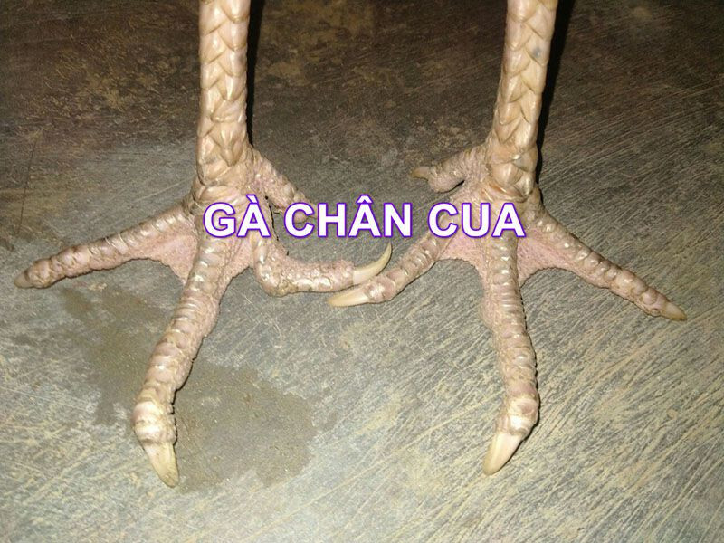 Gà chân cua là gì?