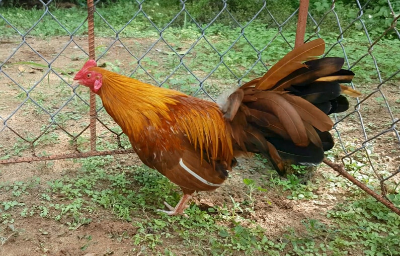 Gà khét