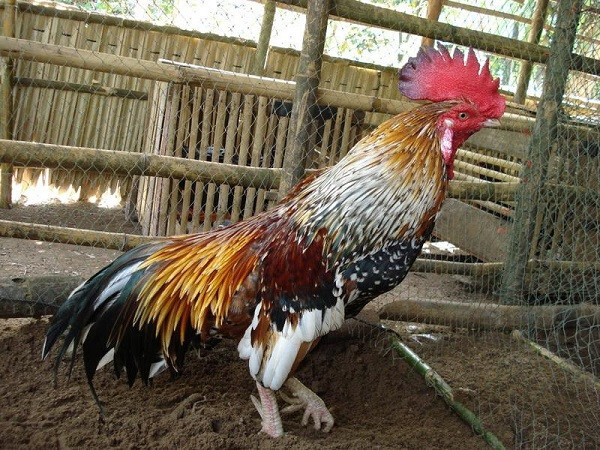Gà ngũ sắc
