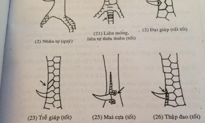 Một loại vảy gà đá tốt khác