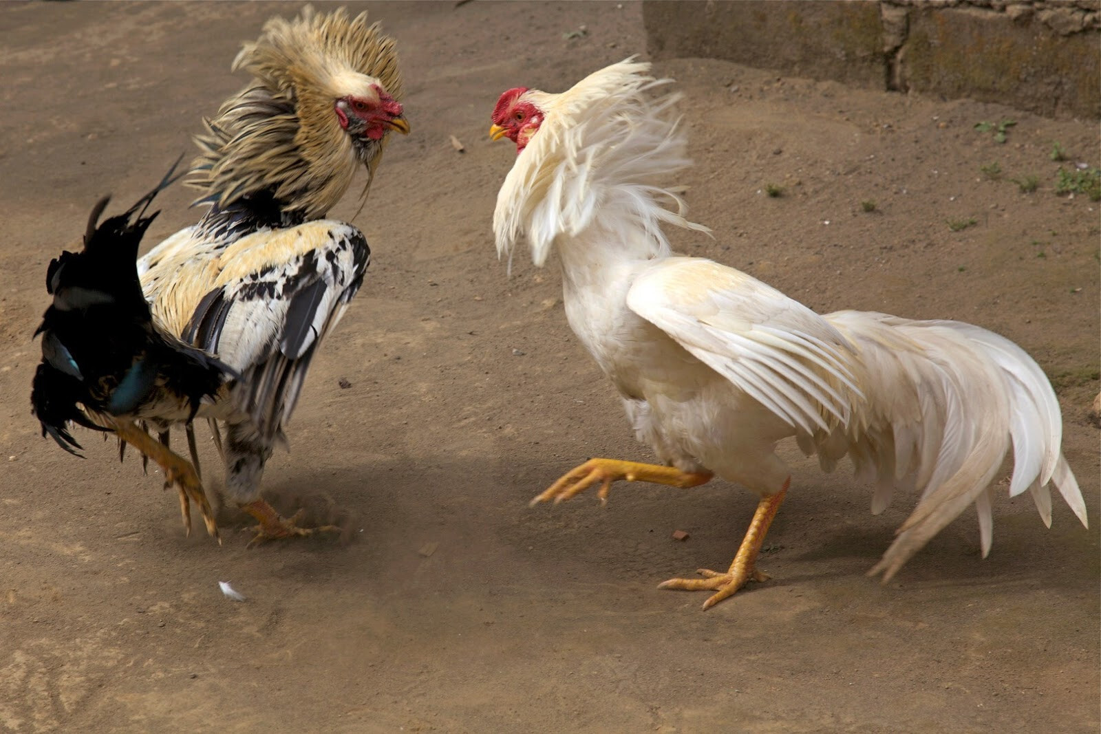 Kinh nghiệm chọn giống gà đá để có thể nuôi thành công gà đá sung, máu chiến