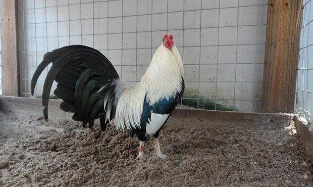 Mỗi giai đoạn cần chăm sóc gà tre khác nhau
