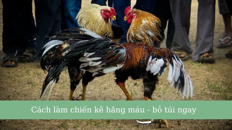 5+ cách làm gà chọi máu chiến chủ gà nên biết 6 Top những cách làm gà chọi máu chiến
