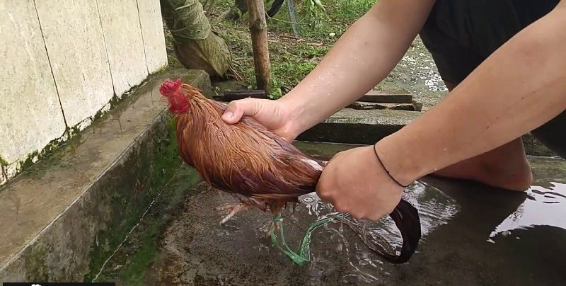 Một số lưu ý trong quá trình tắm cho gà đá tre