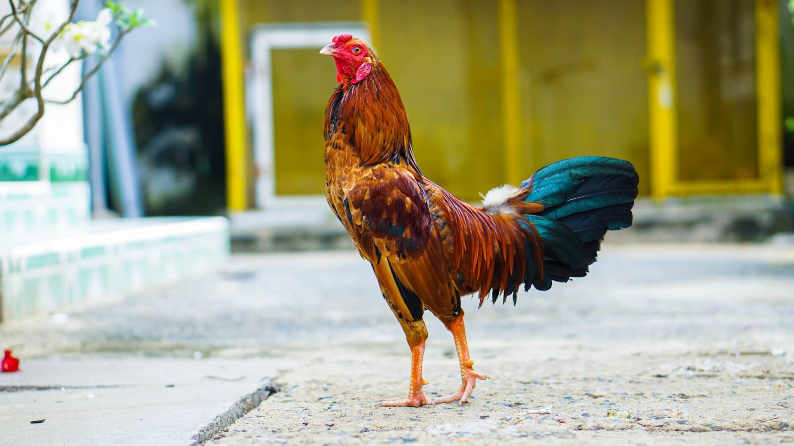 Cách chọn gà đá cựa sắt hay - Chia sẻ từ chuyên gia 6 Ngoại hình rất quan trọng khi chọn gà đá cựa sắt