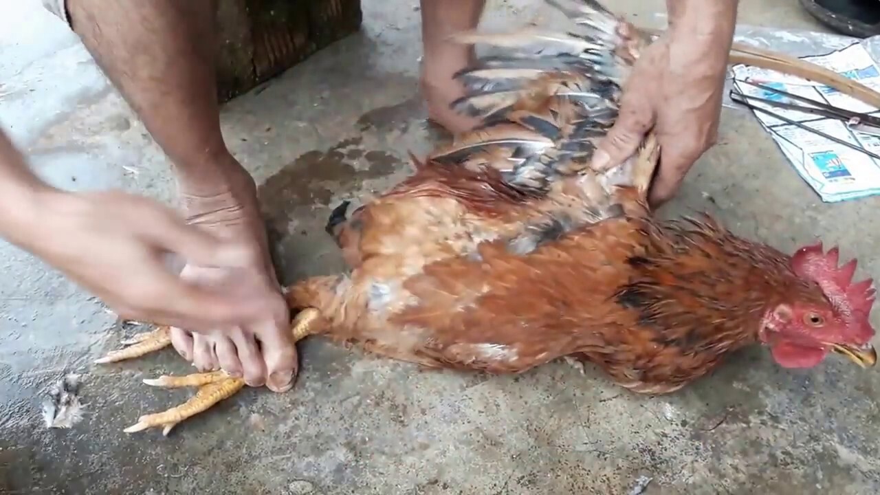 Thiến gà sẽ giúp tăng chất lượng cơ thịt của gà hiệu quả