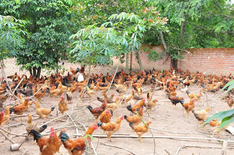Thức ăn rất quan trọng trong cách nuôi gà đá thả vườn