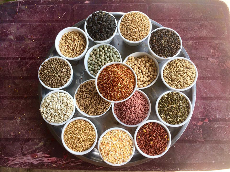 Các nguyên liệu ngũ cốc gà đá gồm những gì