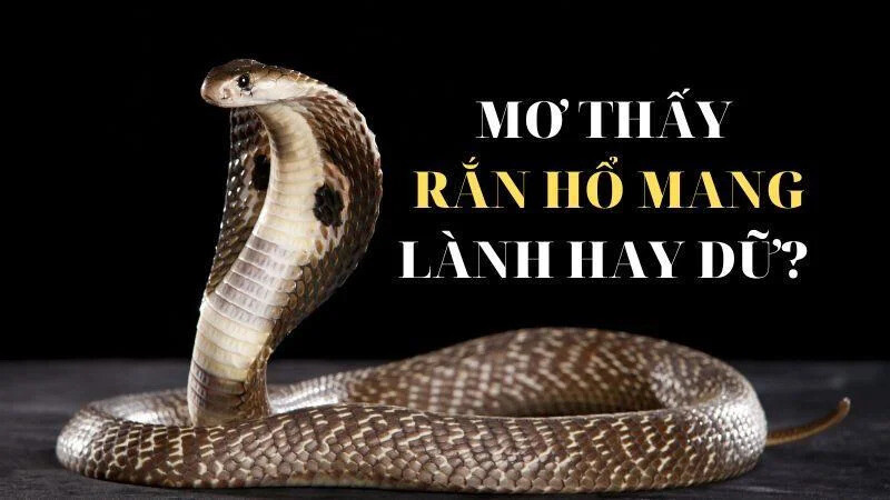 Ý nghĩa của nằm mơ thấy rắn là gì?