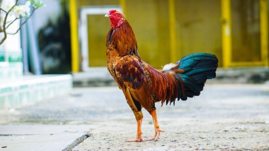 Quy trình huấn luyện gà đá chi tiết các bước bạn nên biết 8 Giai đoạn trước khi đào tạo gà chọi – Gà lên chuồng