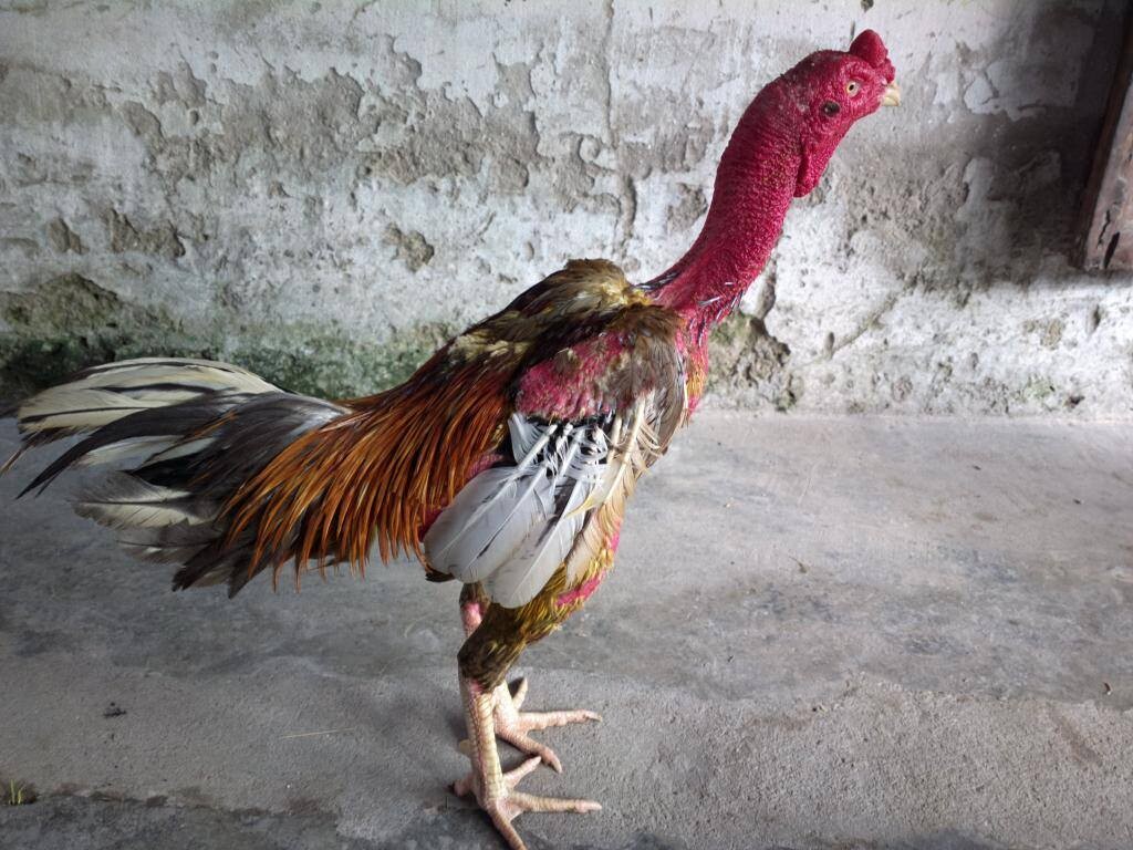 Tướng mạo của gà linh kê